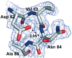 Graphical abstract: Asparagine β-hydroxylation stabilizes the ankyrin repeat domain fold