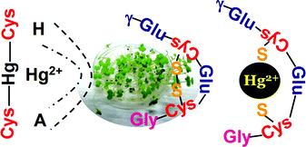 Graphical abstract: In vivo phytochelatins and Hg–phytochelatin complexes in Hg-stressed Brassica chinensis L.