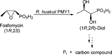 Graphical abstract: Studies on the biodegradation of fosfomycin: Growth of Rhizobium huakuii PMY1 on possible intermediates synthesised chemically