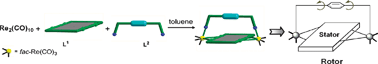 Graphical abstract: Neutral metallacyclic rotors