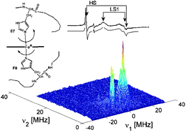 Graphical abstract: Unusual flexibility of distal and proximal histidine residues in the haem pocket of Drosophila melanogasterhaemoglobin