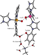 Graphical abstract: A combined picture from theory and experiments on water oxidation, oxygen reduction and proton pumping