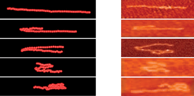 Graphical abstract: Shear-induced stretching of adsorbed polymer chains