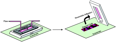 Graphical abstract: Fabrication of reversibly adhesive fluidic devices using magnetism