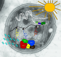 Graphical abstract: Transcriptional regulation of the cyanobacterial bidirectional Hox-hydrogenase