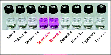 Graphical abstract: Development of highly sensitive and selective molecules for detection of spermidine and spermine