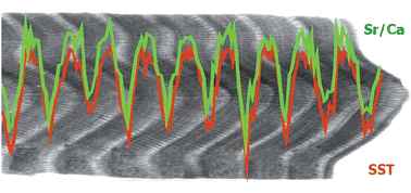 Graphical abstract: High-precision analysis of Sr/Ca and Mg/Ca ratios in corals by laser ablation inductively coupled plasma optical emission spectrometry