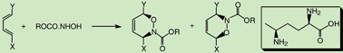 Graphical abstract: The acyl nitroso Diels–Alder (ANDA) reaction of sorbate derivatives: an X-ray and 15N NMR study with an application to amino-acid synthesis