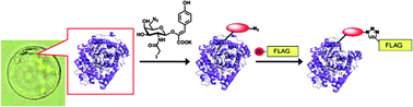 Graphical abstract: FLAG tagging by CuAAC and nanogram-scale purification of the target protein for a bioactive metabolite involved in circadian rhythmic leaf movement in Leguminosae