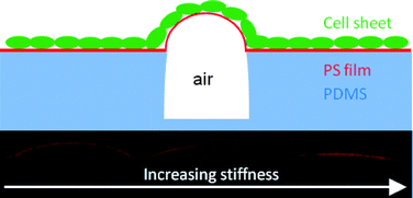 Graphical abstract: Polymer microlenses for quantifying cell sheet mechanics