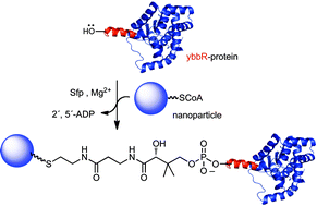 Graphical abstract: Site-selective immobilisation of functional enzymes on to polystyrene nanoparticles