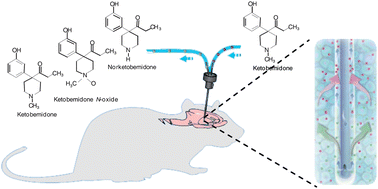 Graphical abstract: In vivo investigation of brain and systemic ketobemidone metabolism