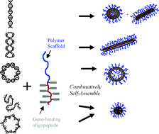 Graphical abstract: Role of DNA in condensation and combinative self-assembly