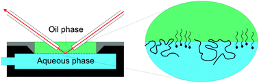 Graphical abstract: Ellipsometric study of the displacement of milk proteins from the oil–water interface by the non-ionic surfactant C10E8