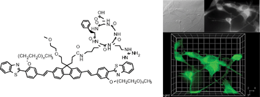 Graphical abstract: Linear and nonlinear photophysics and bioimaging of an integrin-targeting water-soluble fluorenyl probe