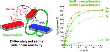 DNA-catalyzed serine side chain reactivity and selectivity†,10.1039 ...