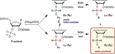 Graphical abstract: Chemistry and stereochemistry of internucleotide bond formation by the H-phosphonate method