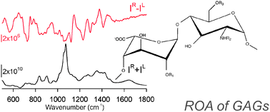 Graphical abstract: Raman and Raman optical activity of glycosaminoglycans