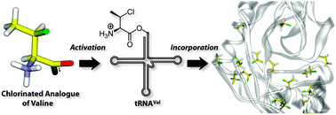 Graphical abstract: Incorporation of chlorinated analogues of aliphatic amino acids during cell-free protein synthesis