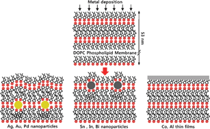 Graphical abstract: Interaction of a solid supported liquid-crystalline phospholipid membrane with physical vapor deposited metal atoms