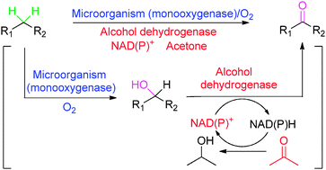 Graphical abstract: Concurrent oxidations with tandem biocatalysts in one pot: green, selective and clean oxidations of methylene groups to ketones