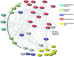 Graphical abstract: Magnetite (Fe3O4) nanocrystals affect the expression of genes involved in the TGF-beta signalling pathway