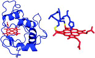 Graphical abstract: Cytochrome c as an experimental model protein