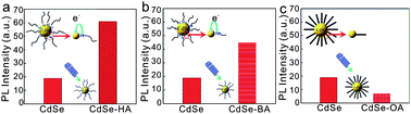 Graphical abstract: Adsorption and binding of capping molecules for highly luminescent CdSe nanocrystals – DFT simulation studies