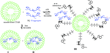 Graphical abstract: Molecular assembly of a squaraine dye with cationic surfactant and nucleotides: its impact on aggregation and fluorescence response