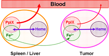 Graphical abstract: Naturally-occurring porphyrins in a spontaneous-tumour bearing mouse model