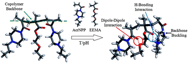 Graphical abstract: Synergistic temperature and pH effects on glass (Tg) and stimuli-responsive (TSR) transitions in poly(N-acryloyl-N′-propylpiperazine-co-2-ethoxyethyl methacrylate) copolymers