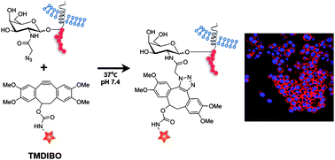 Graphical abstract: Development and evaluation of new cyclooctynes for cell surface glycan imaging in cancer cells