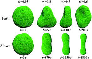 Graphical abstract: Dynamic shape transformations of fluid vesicles