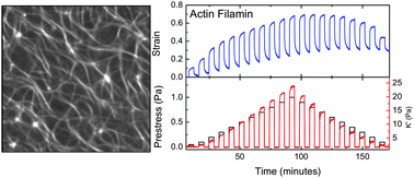 Graphical abstract: Measurement of nonlinear rheology of cross-linked biopolymer gels