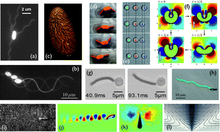 Life around the scallop theorem,10.1039/C0SM00953A – 960化工网