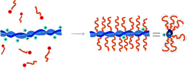 A supramolecular bottle-brush approach to disassemble amyloid fibrils ...