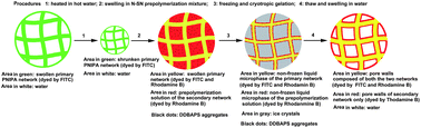 Graphical abstract: Macroporous double-network cryogels: formation mechanism, enhanced mechanical strength and temperature/pH dual sensitivity