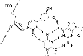 Graphical abstract: A 4-[(3R,4R)-dihydroxypyrrolidino]pyrimidin-2-one nucleobase for a CG base pair in triplex DNA