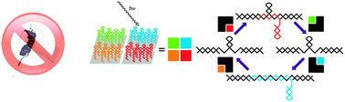 Graphical abstract: Positional photocleavage control of DNA-based nanoswitches