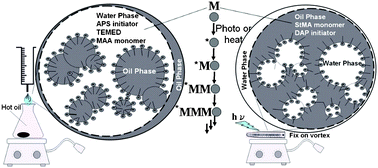 Graphical abstract: Diverse macroporous spheres synthesized by multiple emulsion polymerization for protein analyses