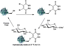 Graphical abstract: Bromopyridazinedione-mediated protein and peptide bioconjugation