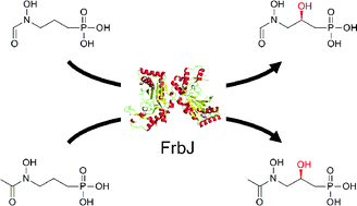 Graphical abstract: Characterization and application of the Fe(ii) and α-ketoglutarate dependent hydroxylase FrbJ