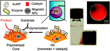 Graphical abstract: Reusable biocatalytic crosslinked microparticles self-assembled from enzyme-nanoparticle complexes