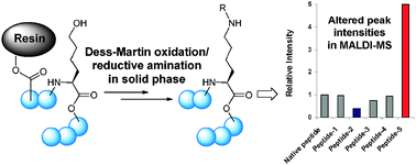 Graphical abstract: Facile synthesis and altered ionization efficiency of diverse Nε-alkyllysine-containing peptides