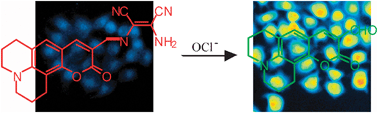 Graphical abstract: Development of an ICT-based ratiometric fluorescent hypochlorite probe suitable for living cell imaging