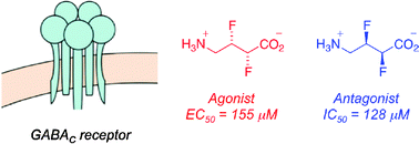 Graphical abstract: The enantiomers of syn-2,3-difluoro-4-aminobutyric acid elicit opposite responses at the GABAC receptor