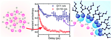 Graphical abstract: Reduced coupling of water molecules near the surface of reverse micelles