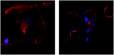 Graphical abstract: Microtopographical assembly of cardiomyocytes