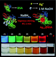 Graphical abstract: A fifteen atom silver cluster confined in bovine serum albumin