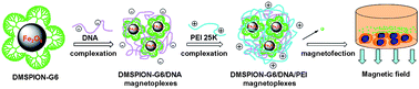 Graphical abstract: Dendrimer modified magnetic iron oxide nanoparticle/DNA/PEI ternary magnetoplexes: a novel strategy for magnetofection